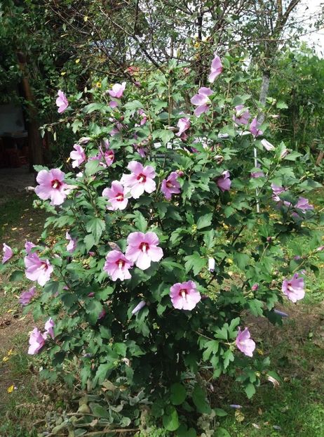  - hibiscusii mei