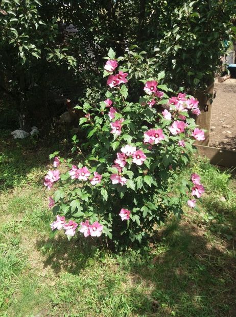 - hibiscusii mei
