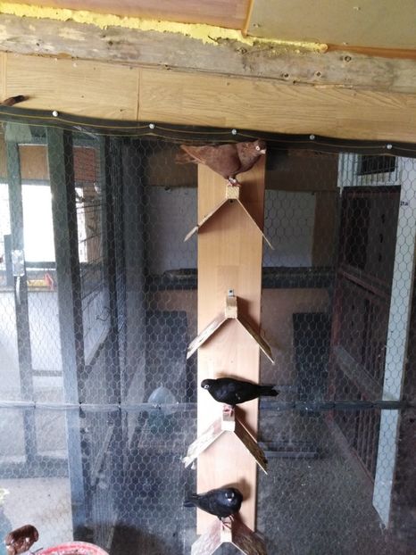  - Jucător de ardeal