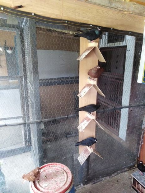  - Jucător de ardeal