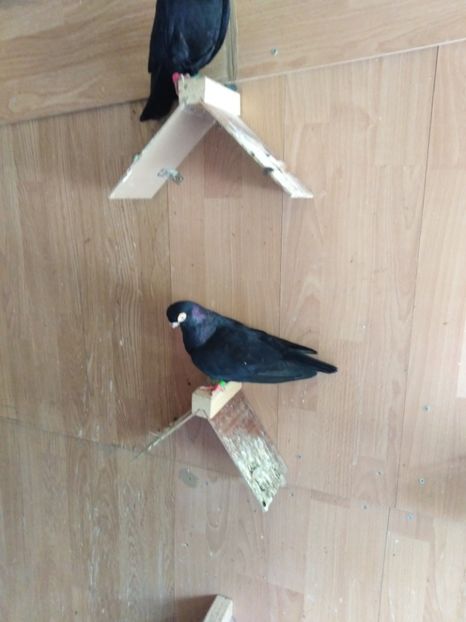  - Jucător de ardeal