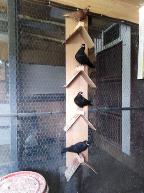  - Jucător de ardeal