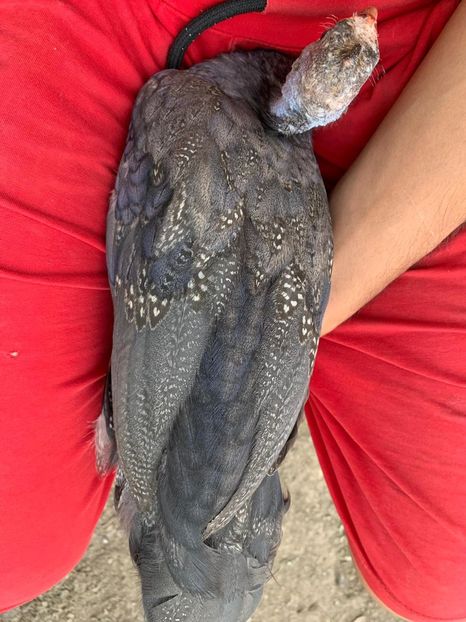 WhatsApp Image 2020-08-17 at 19.23.27 (1) - Bibilici