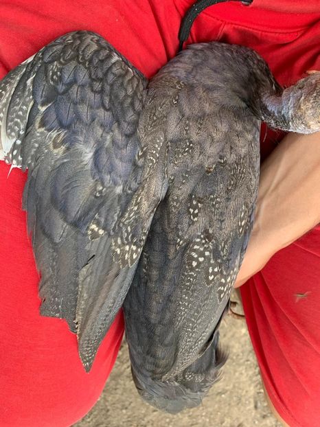 WhatsApp Image 2020-08-17 at 19.23.27 - Bibilici