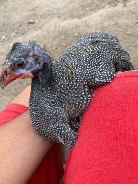 WhatsApp Image 2020-08-17 at 19.09.33 - Bibilici