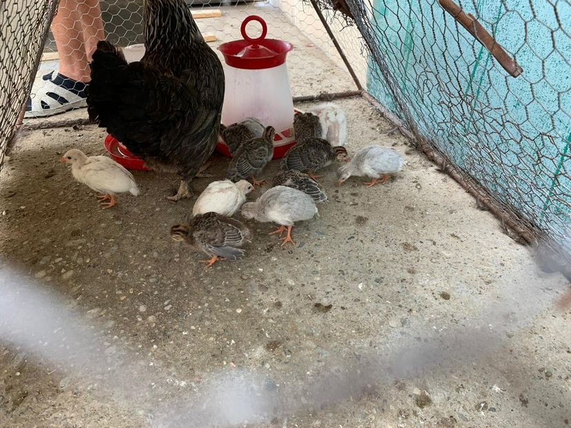 WhatsApp Image 2020-08-19 at 20.18.44 (7) - bibilici vandute