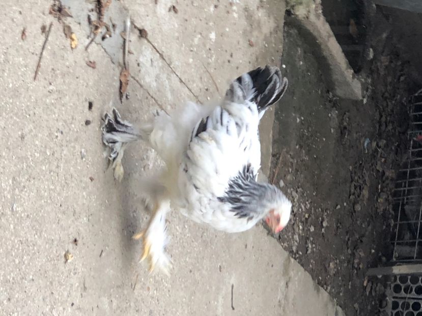 59EF4F35-C716-47F5-A819-1748E7B57037 - Seria 4 - mai