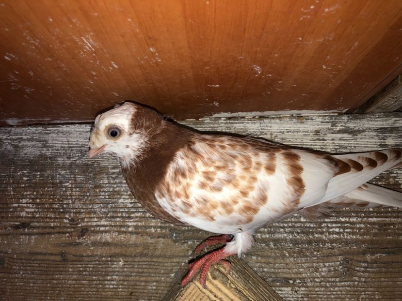 8780  mascul  2020 - Plecați ALBUM 3