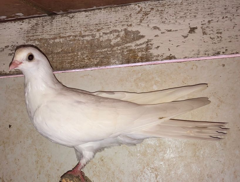 8638  femelă  2020 - Plecați ALBUM 3