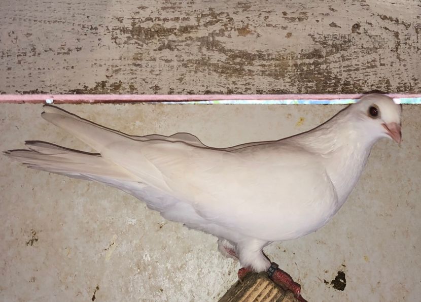 8756  mascul  2020 - Plecați ALBUM 3