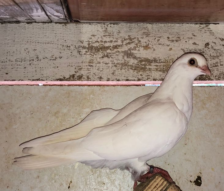 8706  mascul  2020 - Plecați ALBUM 3