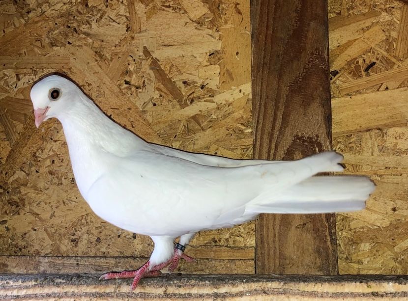 8508  femelă  2020 - Plecați ALBUM 3