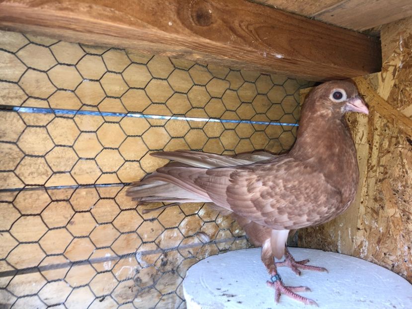 23011  femelă  2020 - Plecați ALBUM 3