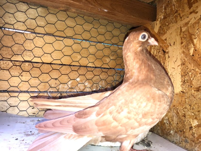 23013  mascul  2020 - Plecați ALBUM 3