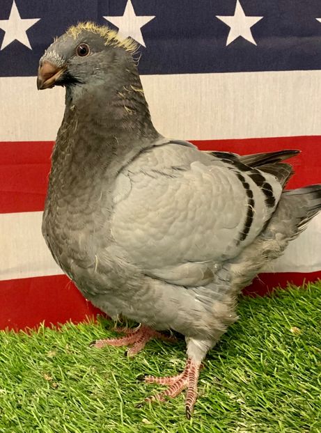 6BCAF659-D03E-4485-B3FC-924ECAE629AD - Pui 2020