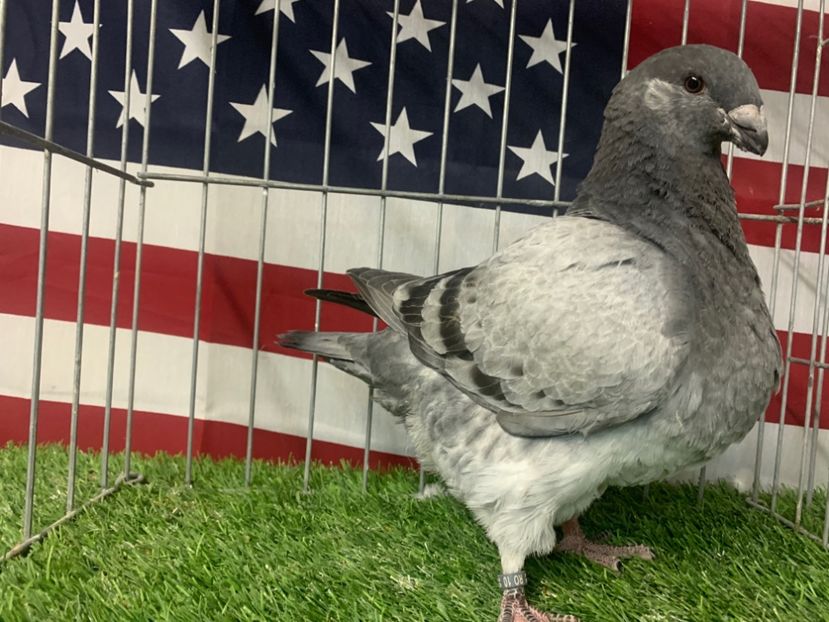 00996B1C-2067-45A2-B4D9-C72E88A73646 - Pui 2020