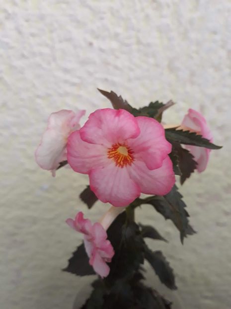  - 001 2021 - Christmas Lollypop