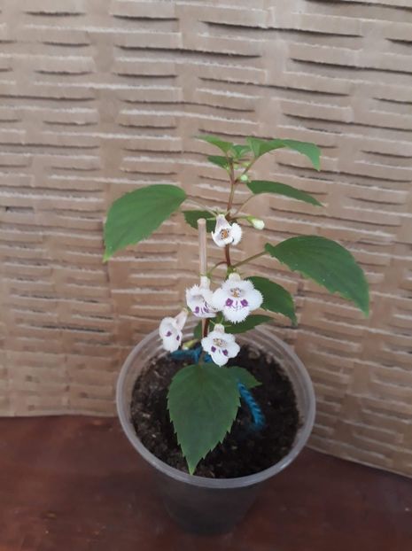  - 0001 2022 - Fimbriata