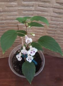  - 0001 2022 - Fimbriata