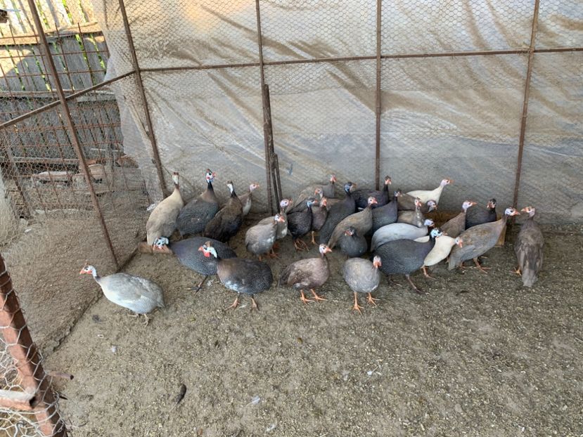 A749E08D-AC1E-47CB-BD79-5982A46549E9 - Bibilici