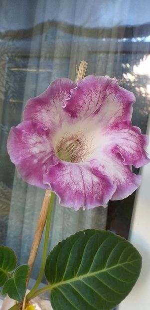 118087879_3200186886729358_831019368378535361_o - Gloxinia 2020