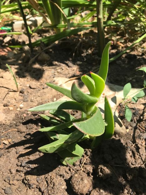 Carpobrotus Edulis - Suculente