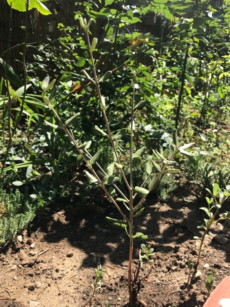 Maslin - Plantele mele de gradina