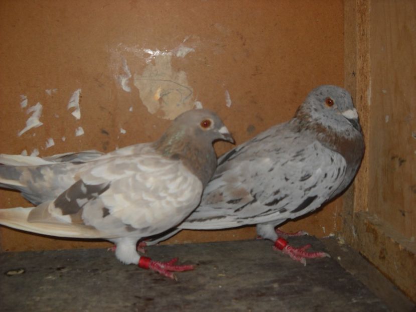  - UNDEVA IN SUCEAVA arhiva