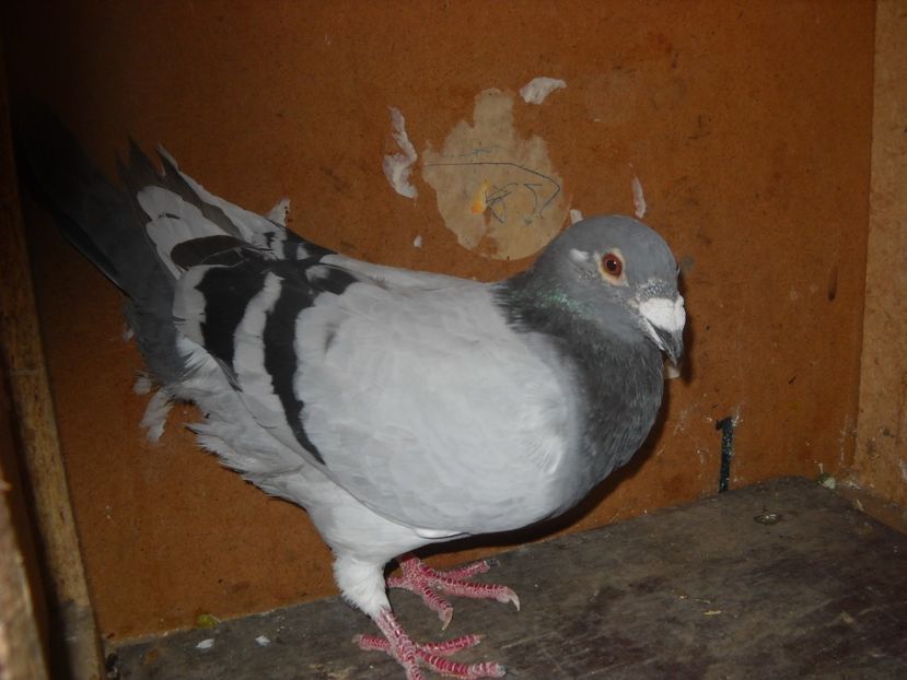  - PORUMBEI VANDUTI 2