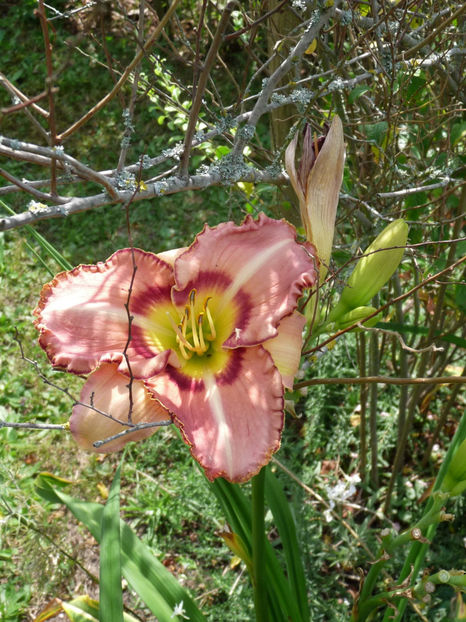  - Hemerocallis