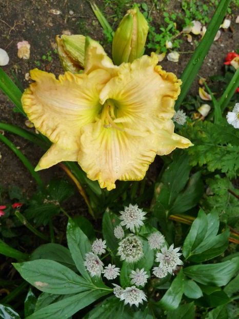  - Hemerocallis