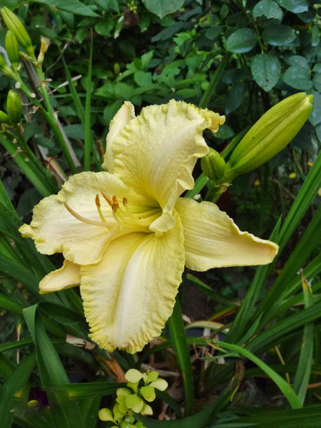 - Hemerocallis