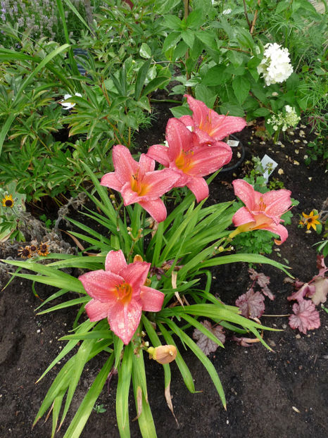  - Hemerocallis