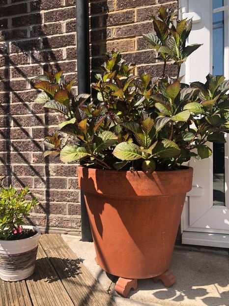 F28EC1C3-7B09-4FD0-9F18-67BE0938CDEB - Poze