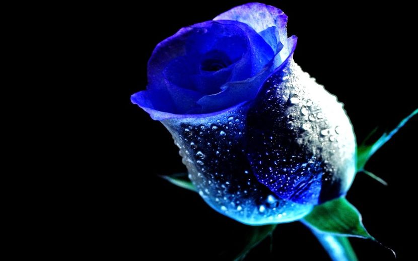 Trandafirul Albastrul ❤ - 0 - Bună !