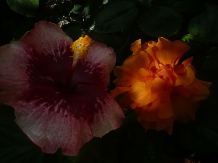 P1450848 - HIBISCUSI 2020-3