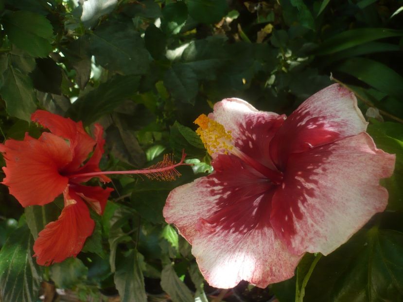 P1450853 - HIBISCUSI 2020-3