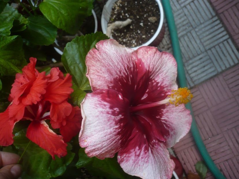 P1450869 - HIBISCUSI 2020-3