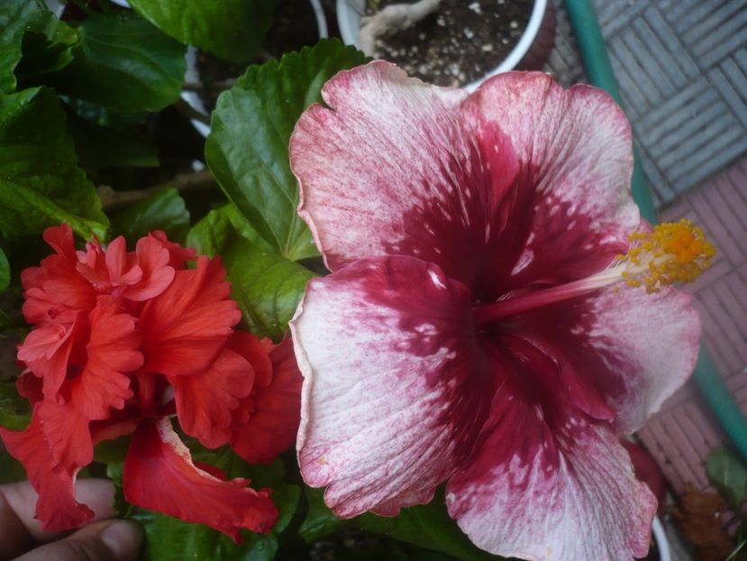 P1450870 - Tahitian Marvel