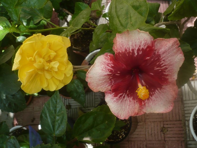 P1450855 - Tahitian Marvel