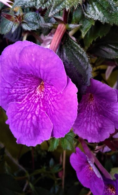  - achimenes 007 iem1985 2020