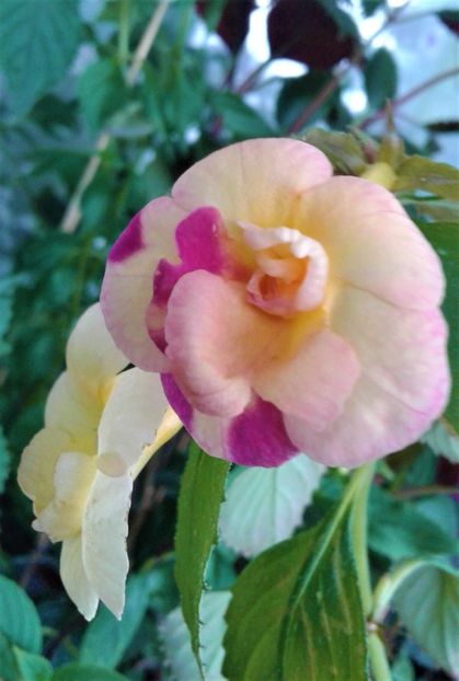  - achimenes 007 iem1985 2020