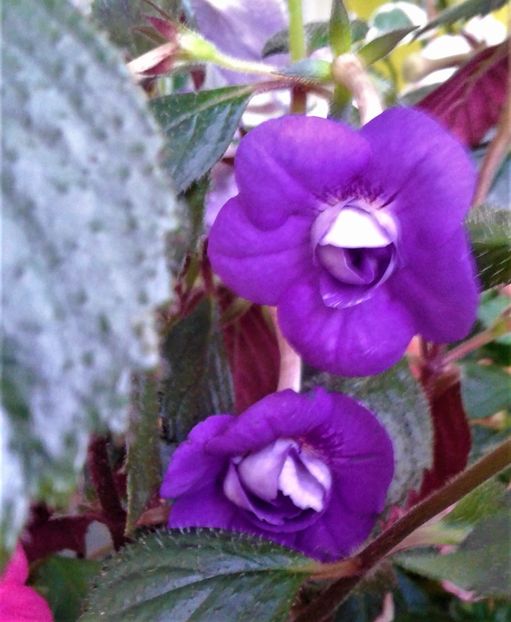  - achimenes 007 iem1985 2020