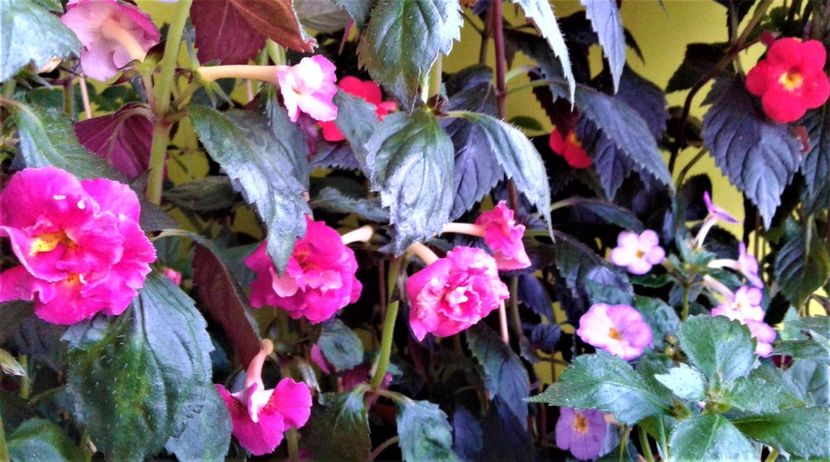  - achimenes 007 iem1985 2020