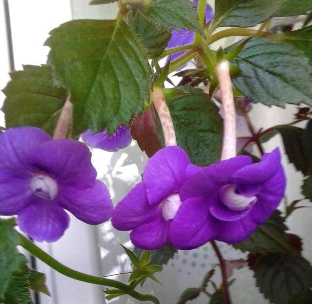  - achimenes 007 iem1985 2020