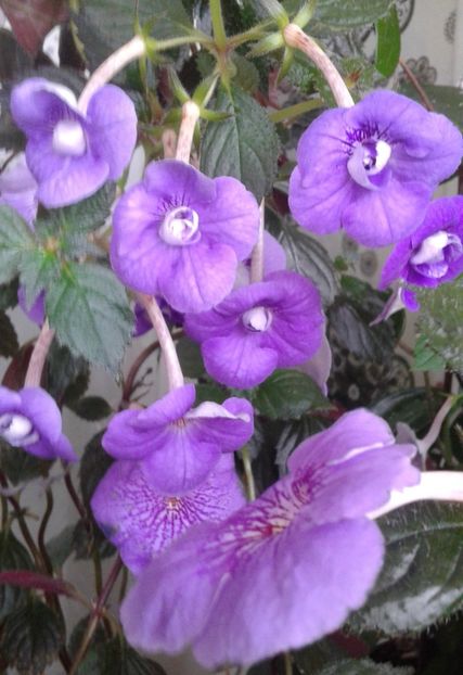 - achimenes 007 iem1985 2020