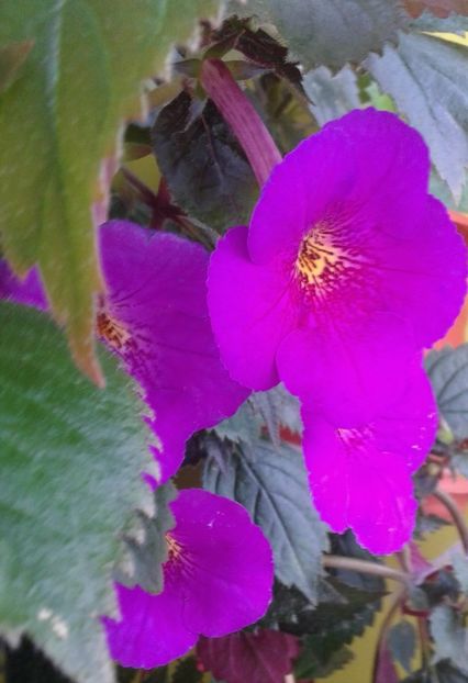  - achimenes 007 iem1985 2020