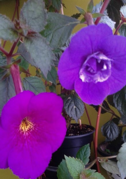  - achimenes 007 iem1985 2020