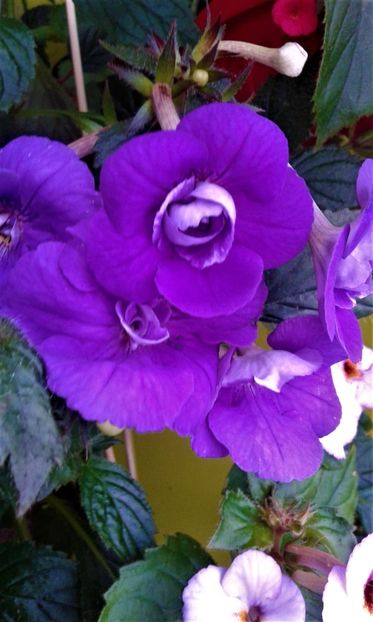  - achimenes 007 iem1985 2020