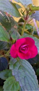  - achimenes 007 iem1985 2020